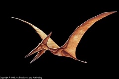 pteranod