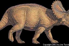 triceratops