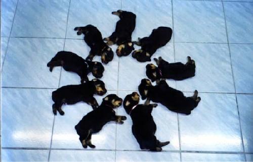 Puppies-Down