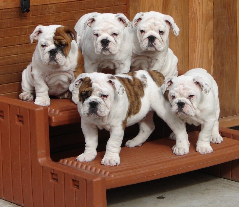 Puppies_images