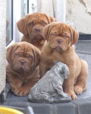 dogue-de-bordeaux-puppies