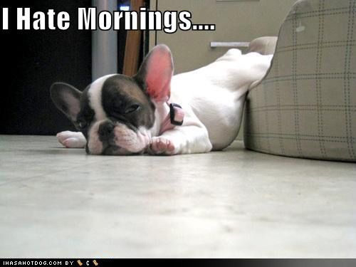 funny-dog-pictures-boston-terrier-bed-floor