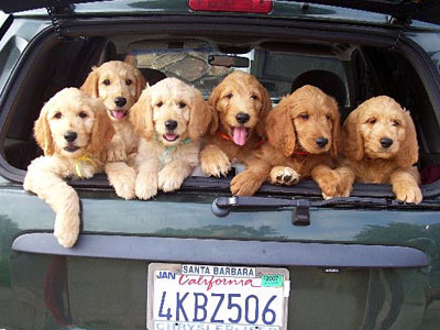 puppies