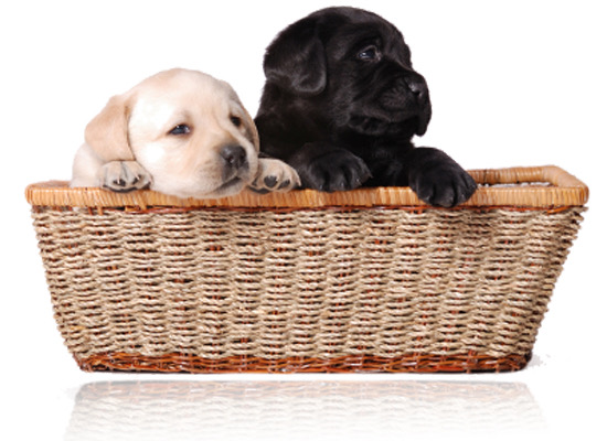 puppies_homeSmall
