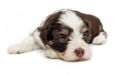 15555094-a-cute-lying-little-chocolate-havanese-puppy-dog-isolated-on-white-background