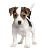 4341620-puppy-jack-russell-8-weeks-in-front-of-a-white-background