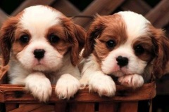 Cutest-Puppies7