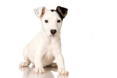 animals dogs puppies white background 1920x1200 wallpaper_www.wallfox_net_62