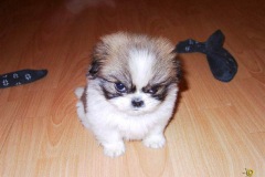 cute-angry-puppy-pic55