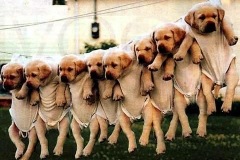 hanging_puppies