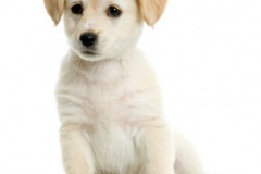 large_cute puppy