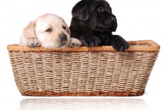 puppies_homeSmall