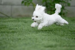 very-cute-puppy
