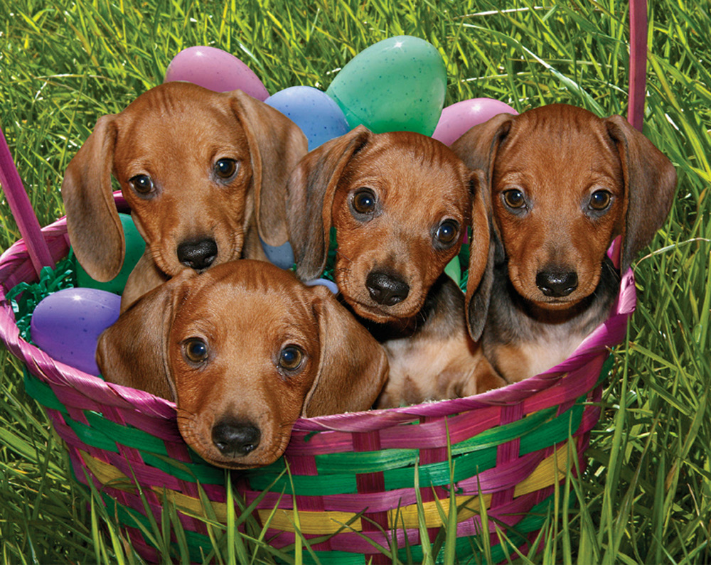 verysupercool-puppies