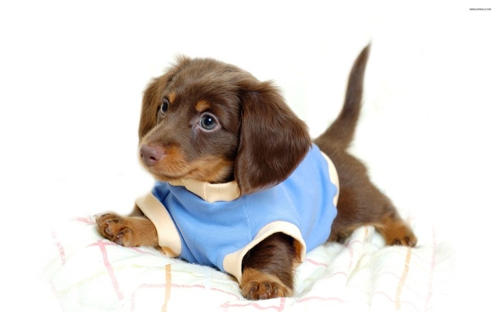 white funny puppies white background dachshund 2560x1600 wallpaper_www.wallpaperfo.com_69