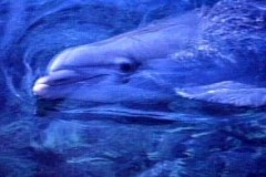 CLOSEUP-dolphin-12
