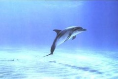 DEEPSEA-dolphin-08