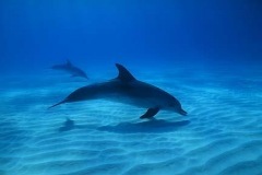 DEEPSEA-dolphin