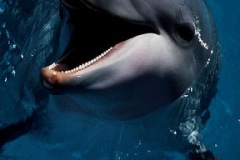 DOLPHINFACE