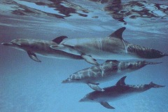 DOLPHIN_GROUP