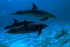 DOLPHIN_GROUP_2