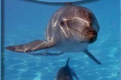 aquarium-dolphins