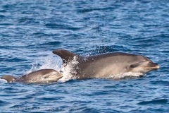 New Zealand, North Island, Bay of Islands, whale watching, dolphin watching, bottlenose dolphins, "Tursiops truncatus"