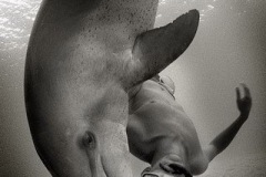 black-and-white-dolphin-underwater-with-diver