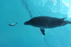 dolphin-ArielEatingFish