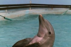 dolphin-BACKSWIM