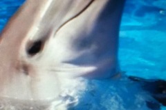 dolphin-close-up
