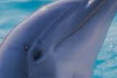 dolphin-head