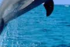 dolphin-jump