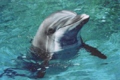dolphin-looking