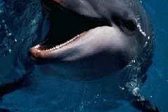 dolphin-smiling