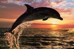 dolphin-sunset