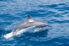 dolphin-surfacing