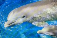 dolphin-with-baby