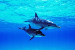 dolphin_couple
