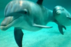 dolphin_underwater