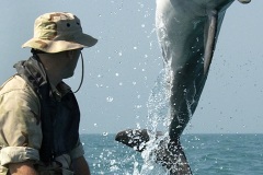 dolphin_with_camera