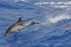 ed_dunens_common_dolphin