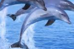 trinity-dolphins