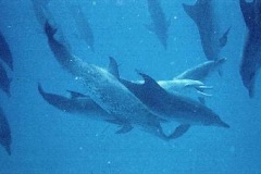 underwater-dolphins