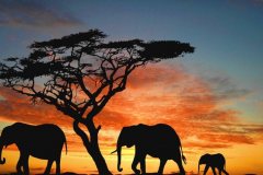 elephant-royalty-free-images-gameznet-01