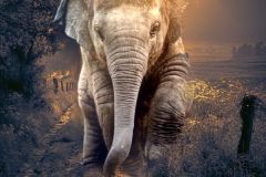 elephant-royalty-free-images-gameznet-02