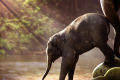 elephant-royalty-free-images-gameznet-03