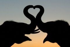 elephant-royalty-free-images-gameznet-04