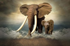 elephant-royalty-free-images-gameznet-07