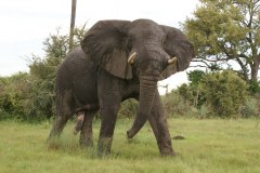 elephant-royalty-free-images-gameznet-08
